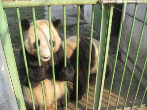 Pandas in jail