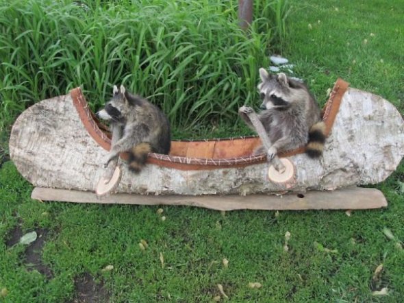 a.aaa-Two-Raccoons-Paddling-a-Cano